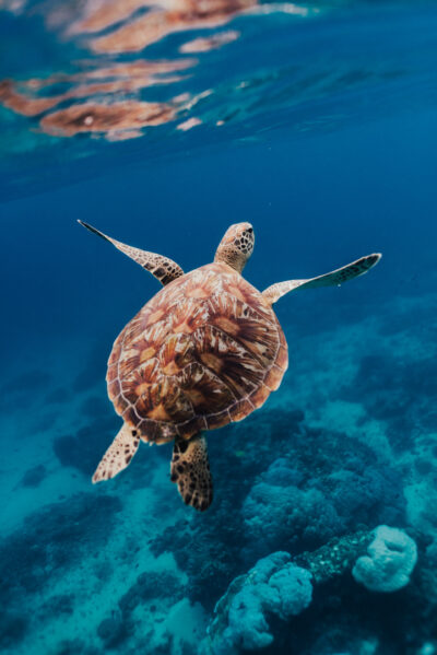 Tartaruga no Mar