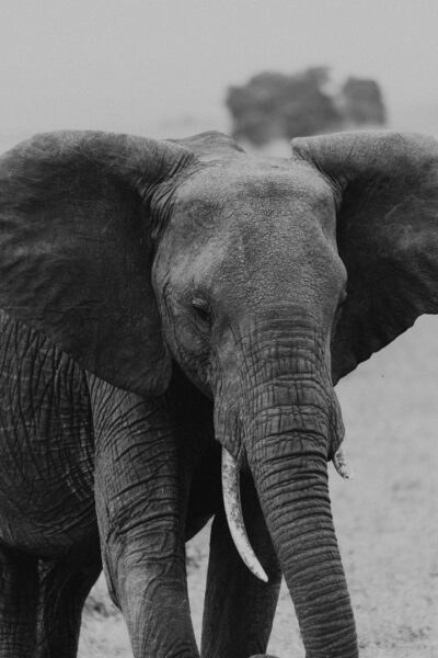Elefante no Quênia