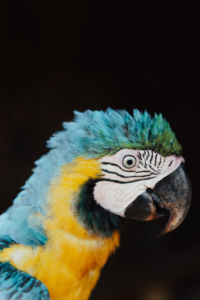 Arara