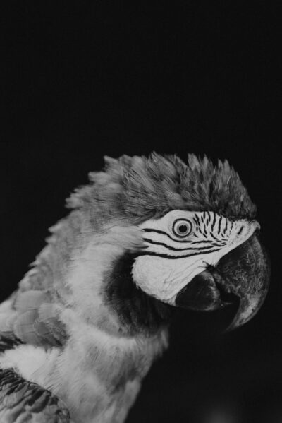 Arara P&B