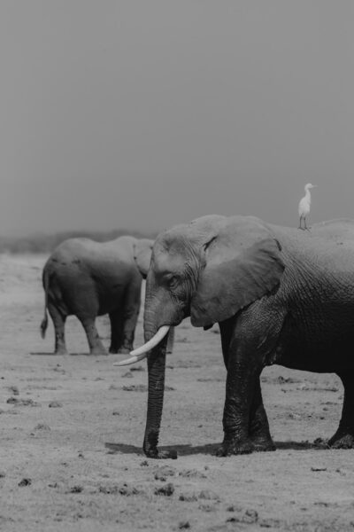 Elefante e pássaro