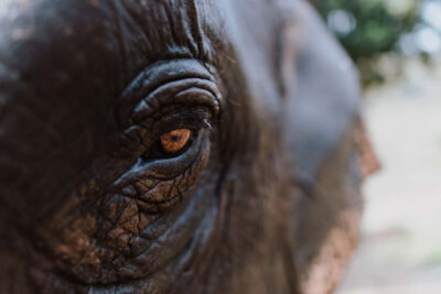 Olho de elefante