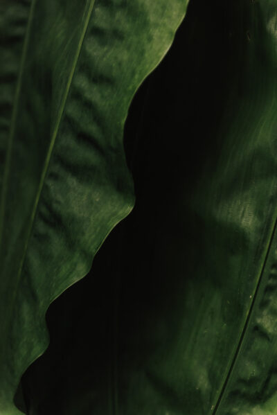 Folha Vertical