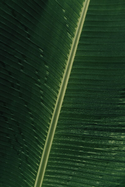Folha verde