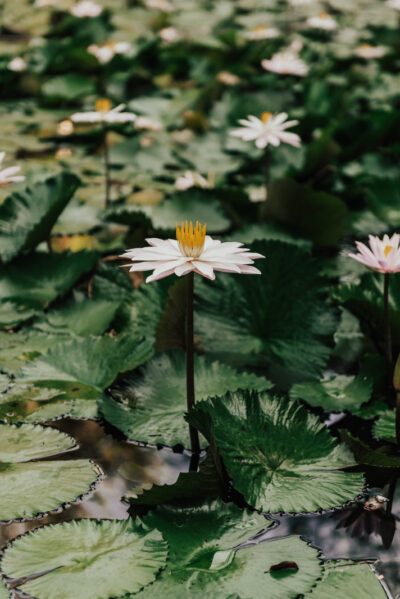 Flor de Lótus