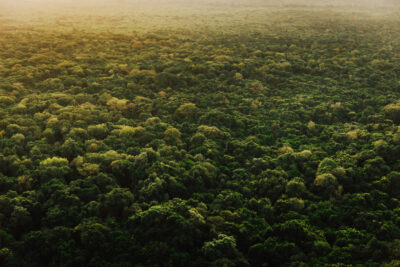 Floresta da Etiópia