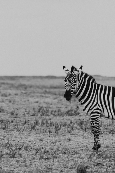 Zebras no Quênia