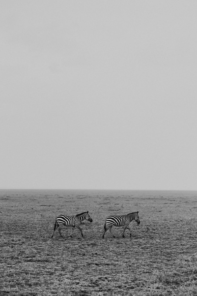 Zebras andando