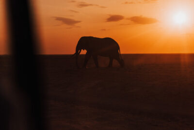 Elefante e sol
