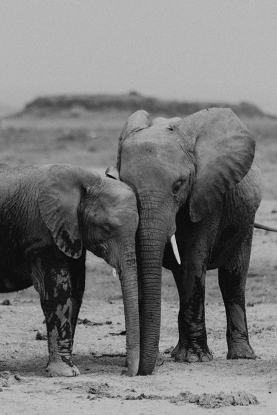 Família Elefante