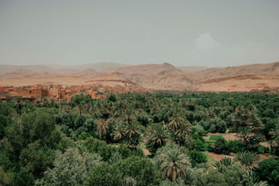 Oasis