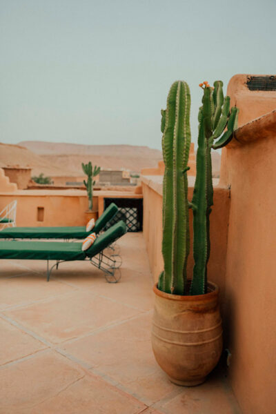 Detalhes Cactus