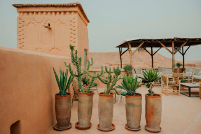 Cinco cactus