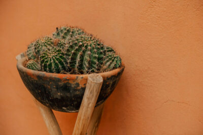 Cactus no vaso