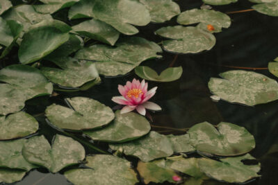 Beleza da flor
