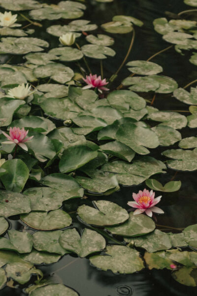 Flores de lótus