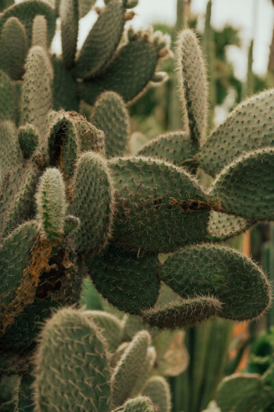 Cactus gigante