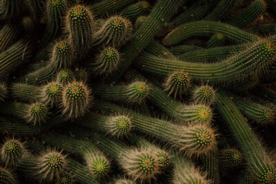 Cactus entrelaçados