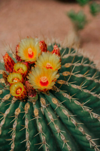 Flor do cactus
