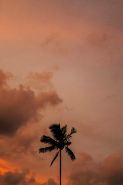 Coqueiro por do sol
